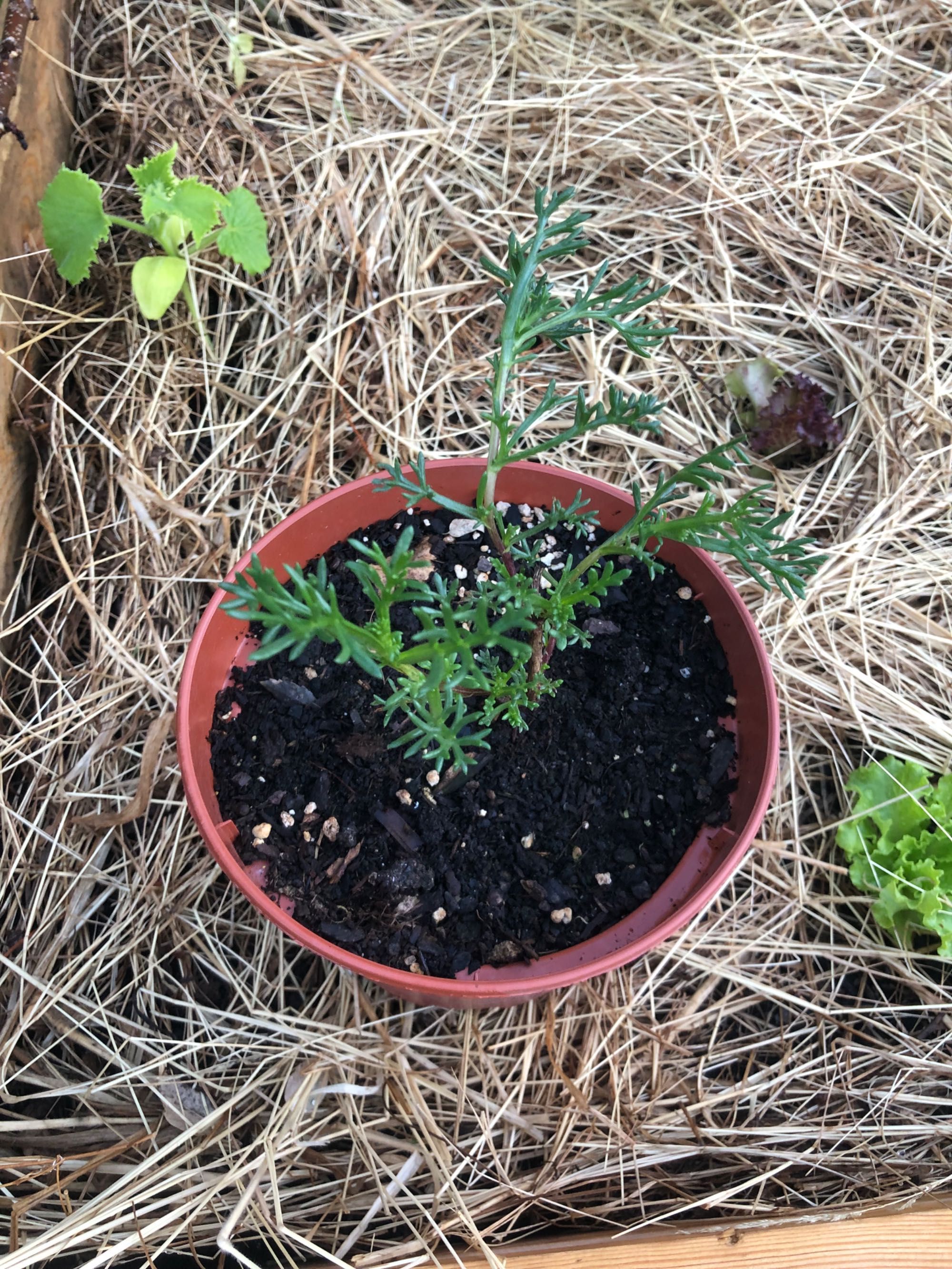 Planta Artemísia annua