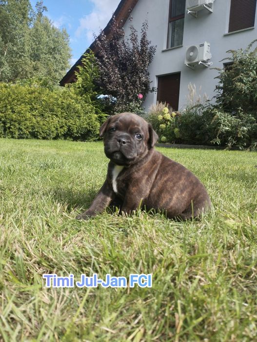 Staffordshire Bull Terrier staffik samiec pręgowany FCI