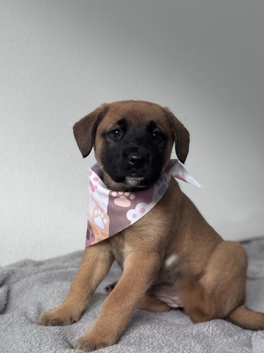 Bebés de Porte Grande