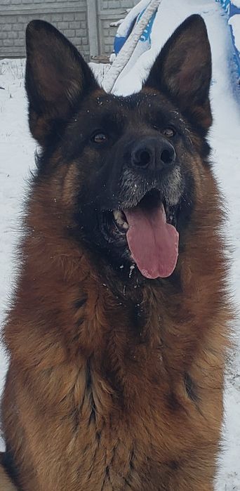 Кінолог. Дресирування. Виїзд. Навчаю охороні собак. Корекція поведінки