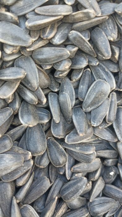 Продам соняшник для жарки,кондитерський очищений.