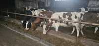 Krowy mleczne 55szt Likwidacja stada  Litwa