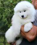 Samoyed-cudowny chłopiec gotowy do odbioru