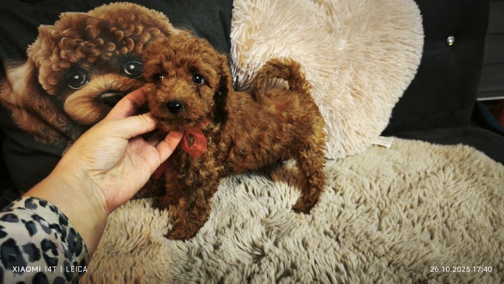 Pudel miniaturowy badania genetyczne(rodzice)