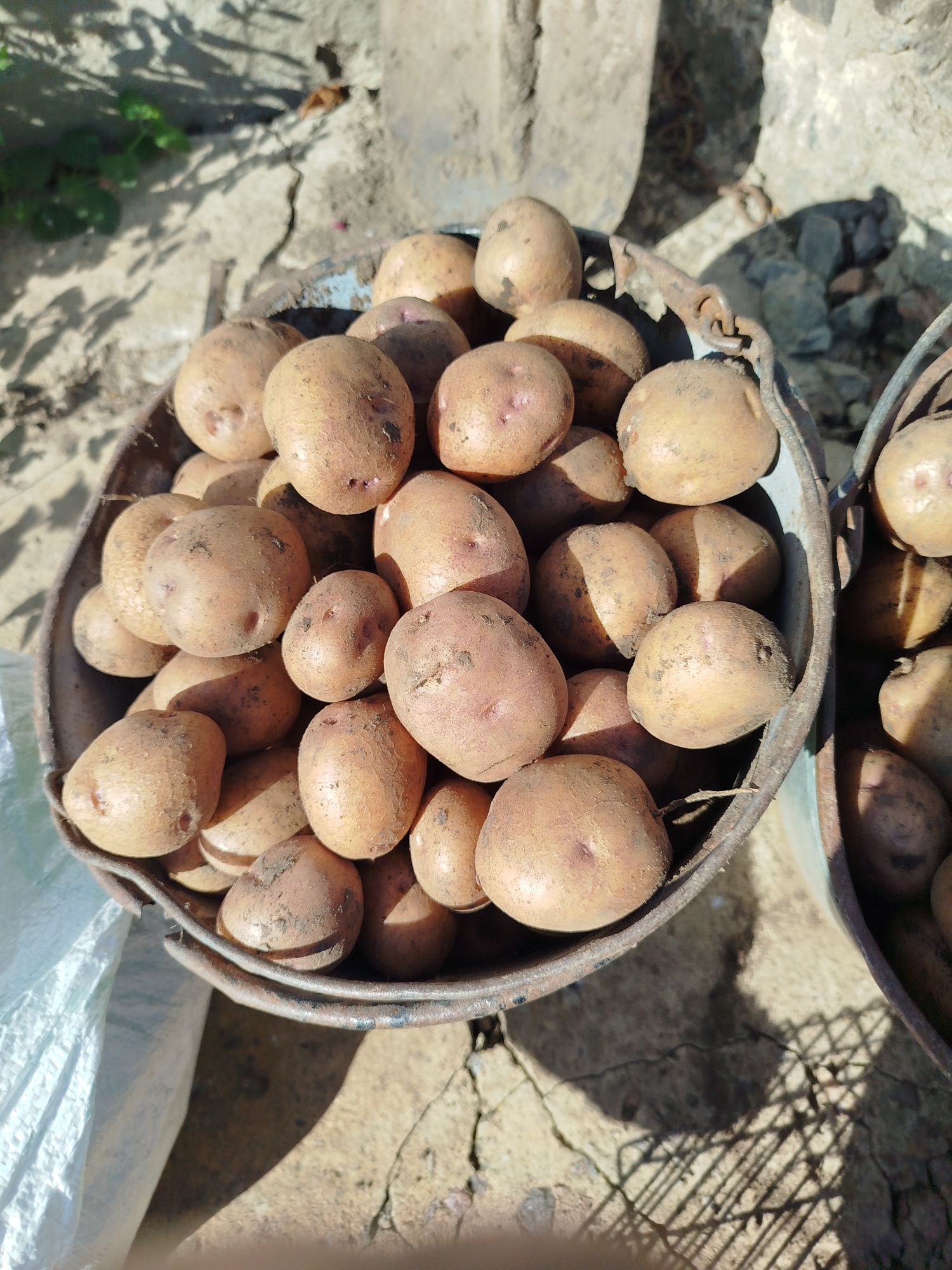 Картопля синьоглазка, насіння,сорт колишній. 60 грн.за кіло..