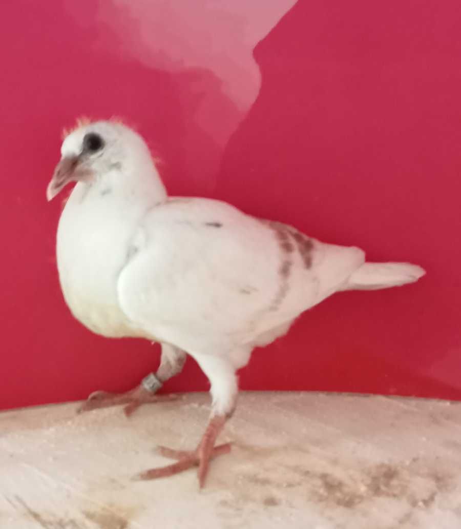 Lindo pombo correio borracho linhas fundo