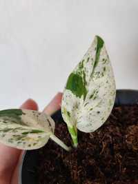 Epipremnum pinnatum marble variegata