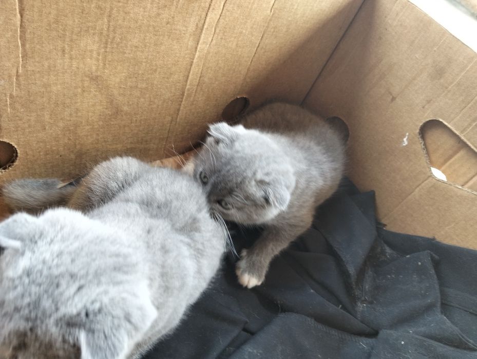 Продаж висловухих котят