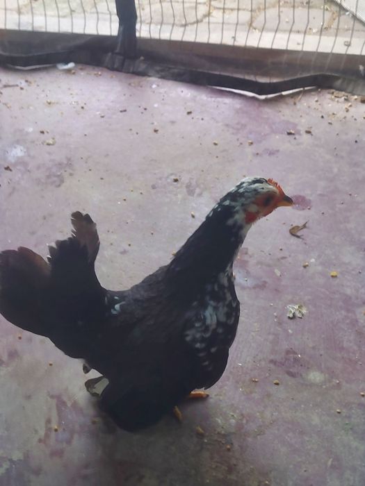 Seramy pary najmniejsze kury