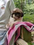 Shihtzu wesoły maluszek