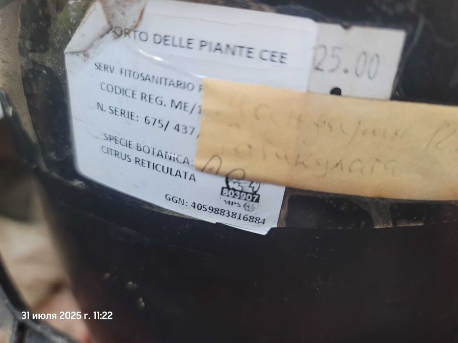 Лимони, мандарини , кумквати квітучі