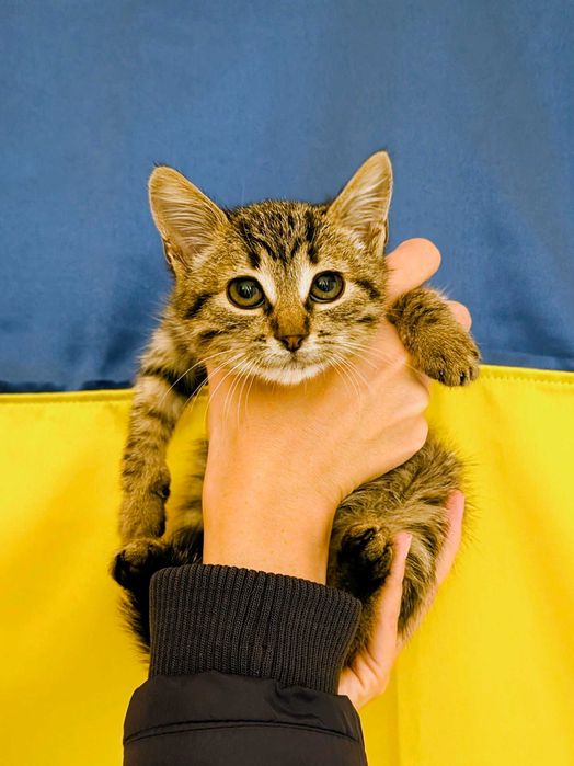 Кошеня котик сірий полосатий димчатий таббі 1,5міс