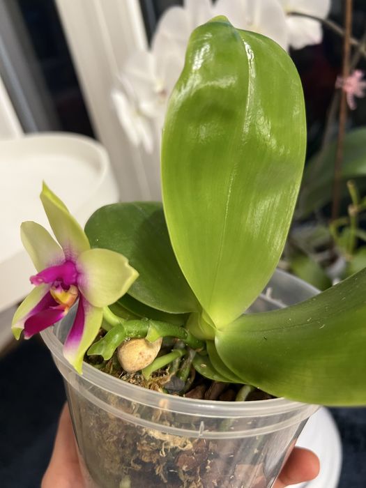 violacea * bellina Samera phal орхідея фаленопсис