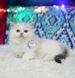 Urocza kotka Ragdoll seal bicolor lynx,  rodowód FPL