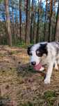 Border Collie piesek blue merle tricolor