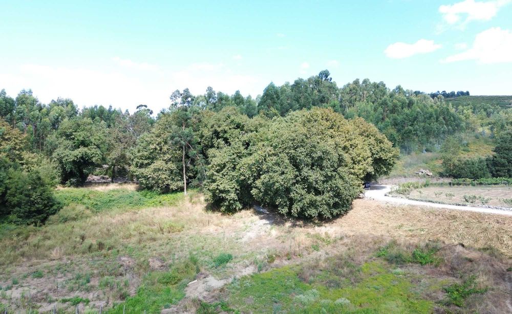 Terreno e Monte Guimarães