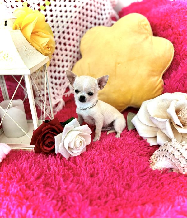**Śliczny piesek xxs 1.4kg Chihuahua**