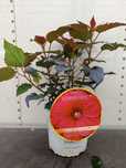 hibiskus bagienny 'Holy Grail' doniczka 5l