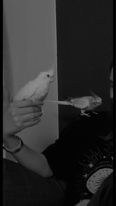 sprzedam parkę nimf