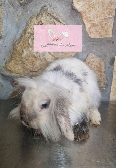 Coelhos anoes mini lop