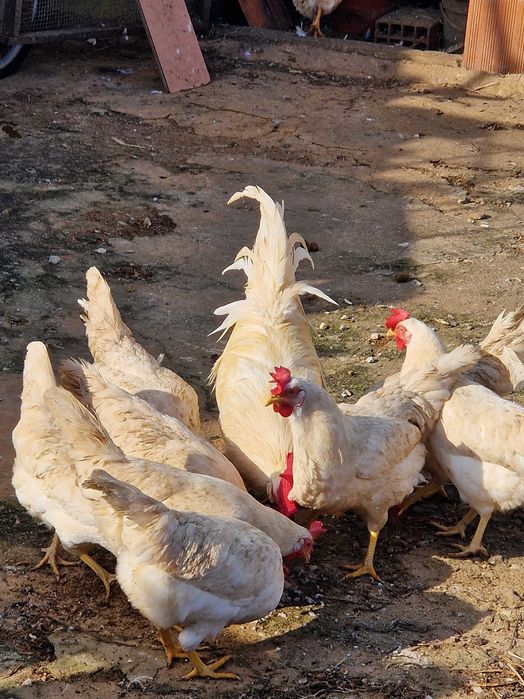 Vendo  ovos galados de galinhas legorn, a rainha das poedeiras.