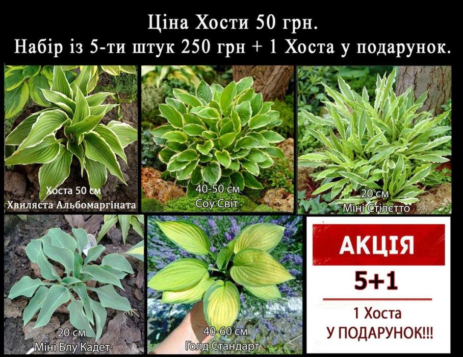 РОЗПРОДАЖ!!! Хоста 35 сортів
