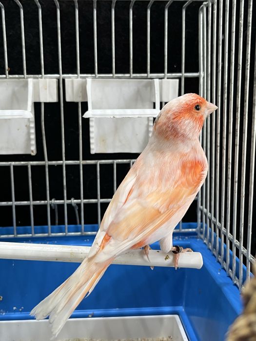 Kanarek (samiec) Aqualife