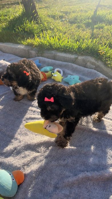 Caniche lindissima menina