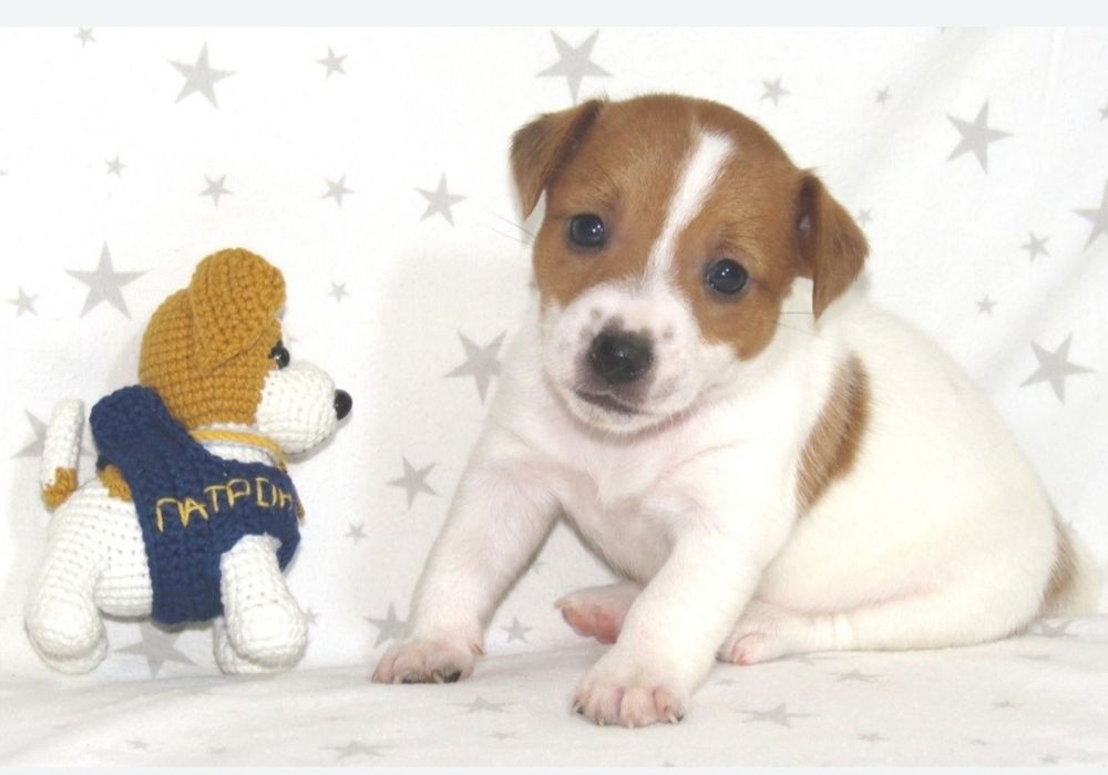 Джек Рассел терьер с документами клуба КСУ