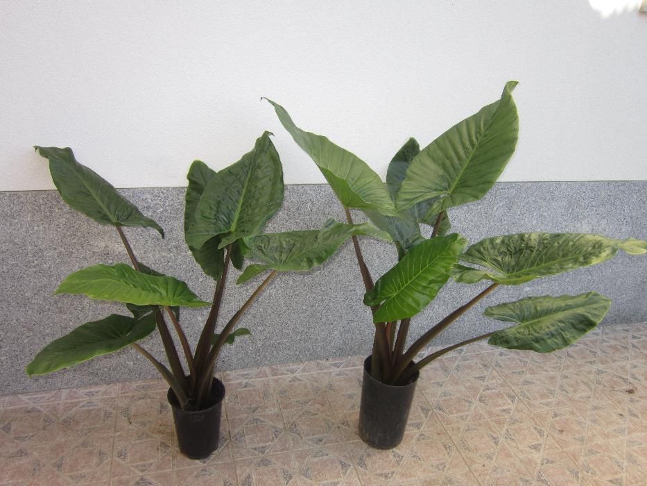 Planta exótica Acanto grego costela adão