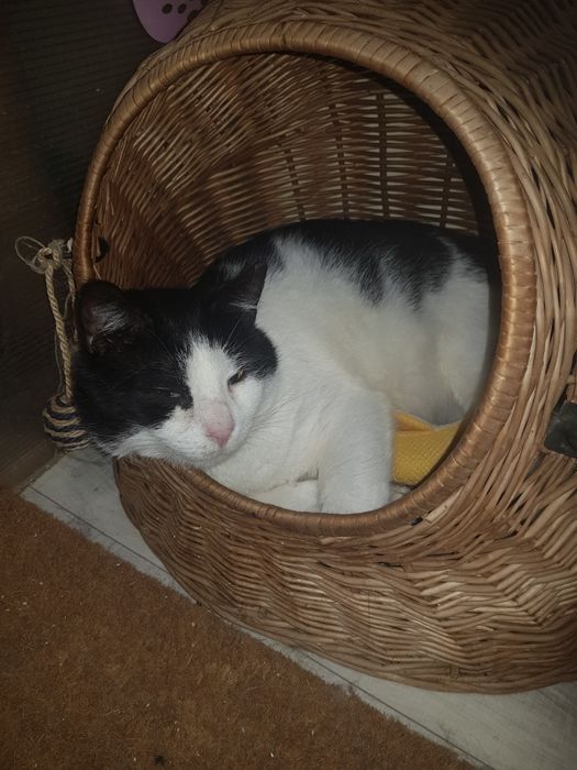 Tom-8 letni Kocurek do adopcji