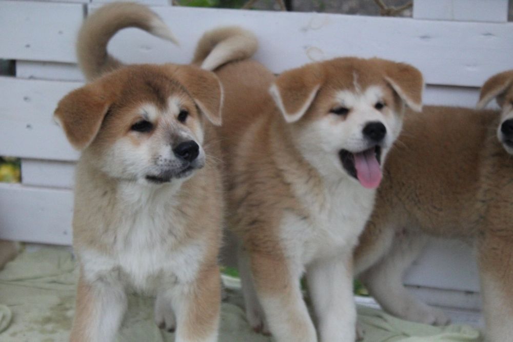 Вірний друг. Акіта іну. З документами КСУ