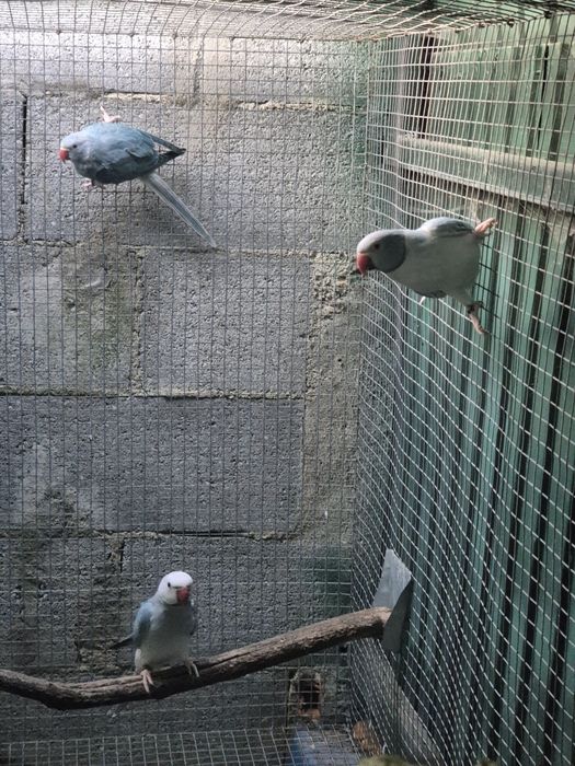 Ring necks e cabeça de ameixa