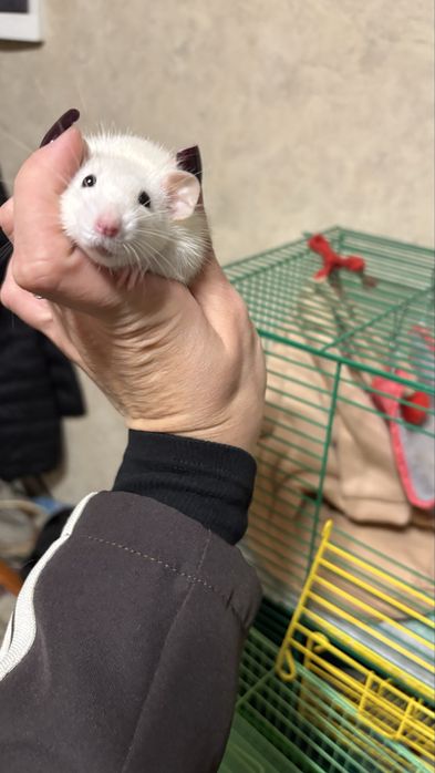 Крисятка девочки