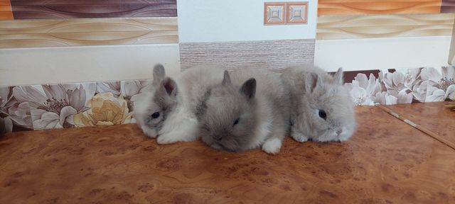 Декоративні карликові кролики