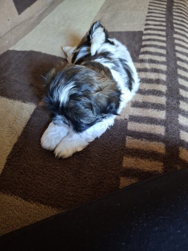 Szczeniak Shih tzu