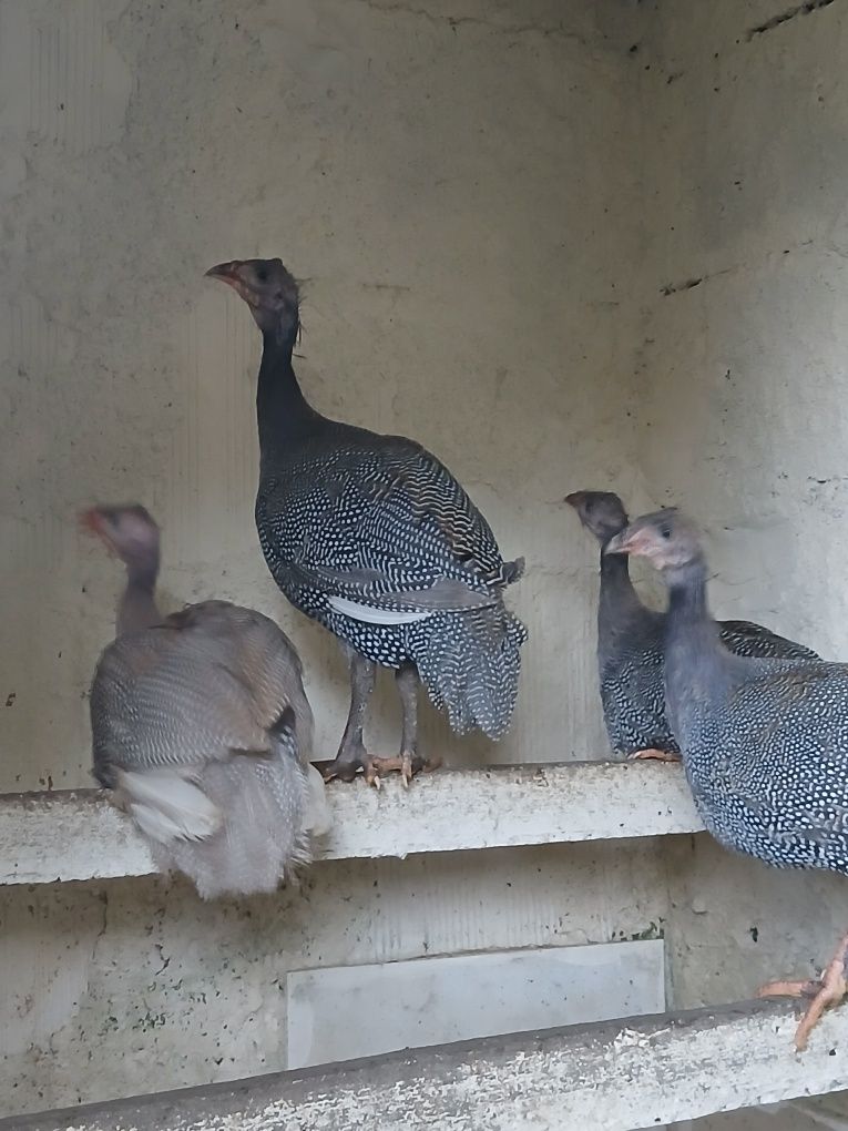 Galinhas de angola