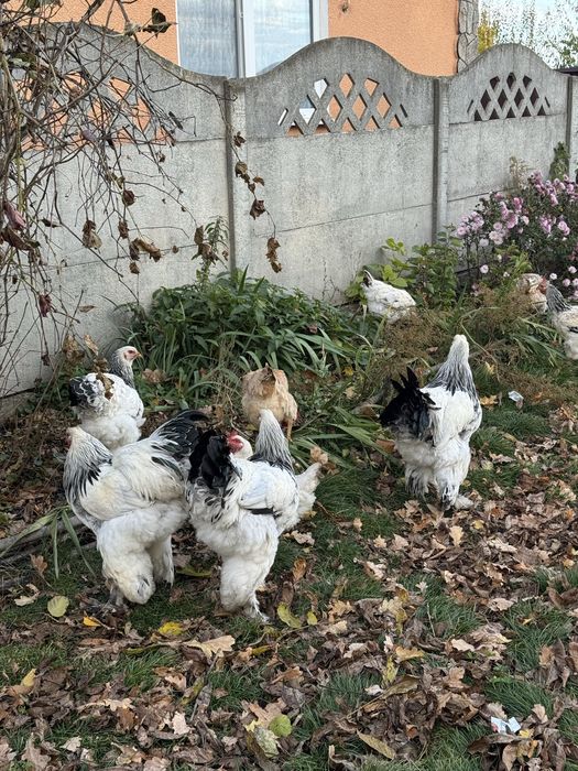 Продам Кури Брами