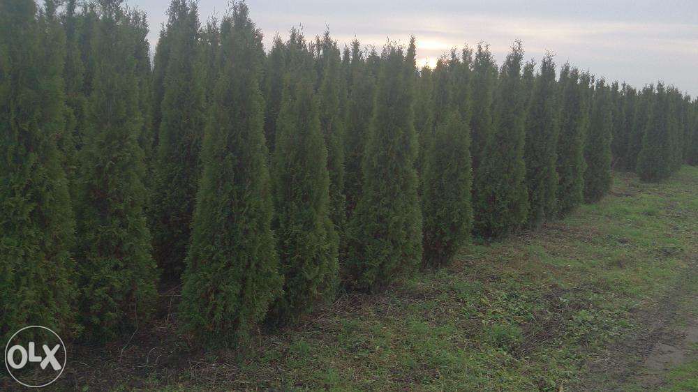 Thuja Szmaragd (Szkółka w Sławęcinku)WYPRZEDAŻ,szkółka w likwidacji