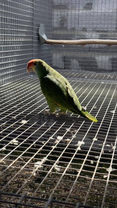 Amazona rodocorytha fêmea – pronta para criação