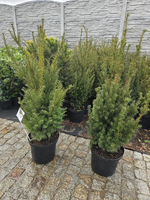 Cis Hicksii 80-90cm  100-110 cm