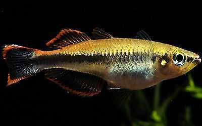 Bedocja madagaskarska - Aterynka - Bedotia geayi - dowozimy, wysyłamy