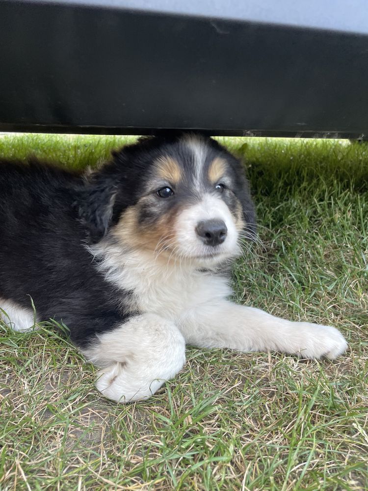 Border Collie Szczeniak