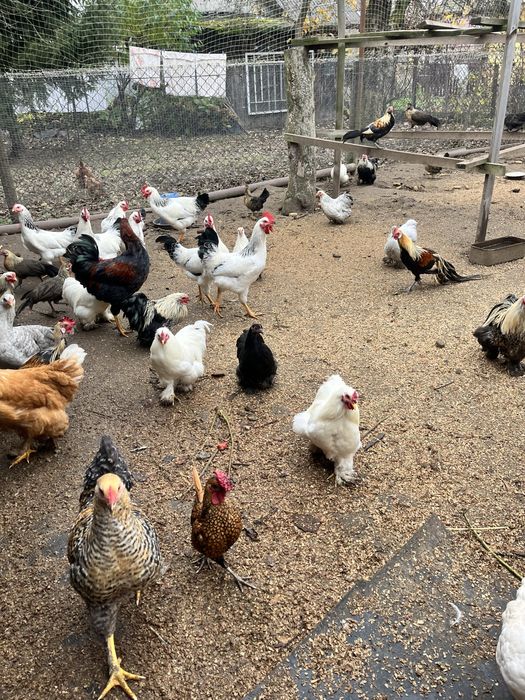 курі когути кохінхіни бімтамки