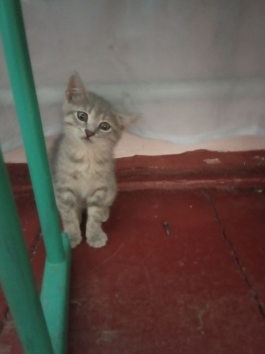 Стерилізуємо Кошеня бездомне вік може 2 місяці