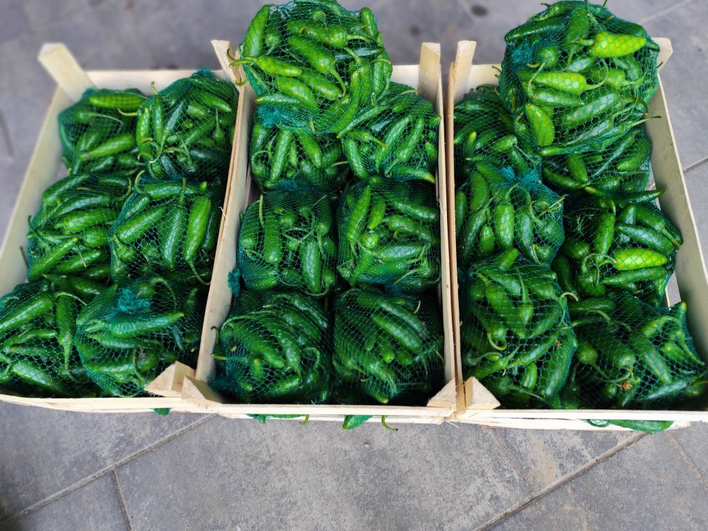 Papryczka Jalapeno zielona