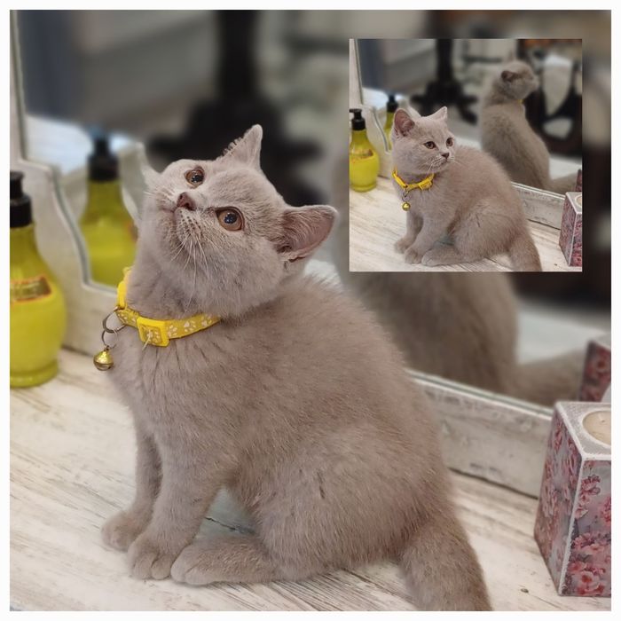 Шотландська дівчинка.