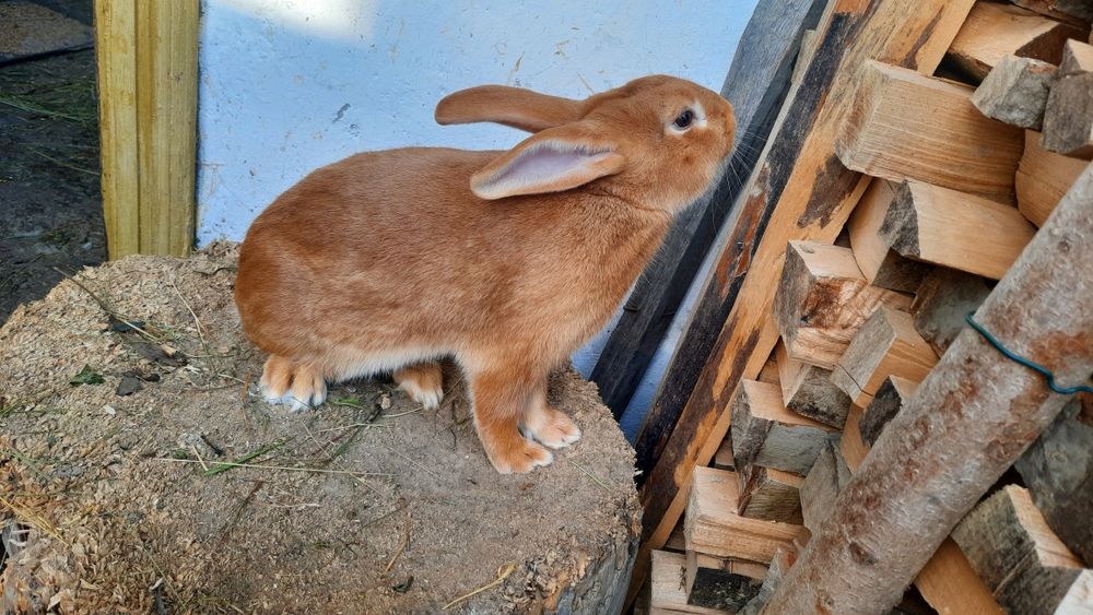 Самець бургундія 23.05, кролі, кролики, бургунці