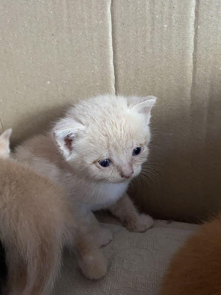 Отдам кошенят,кошек