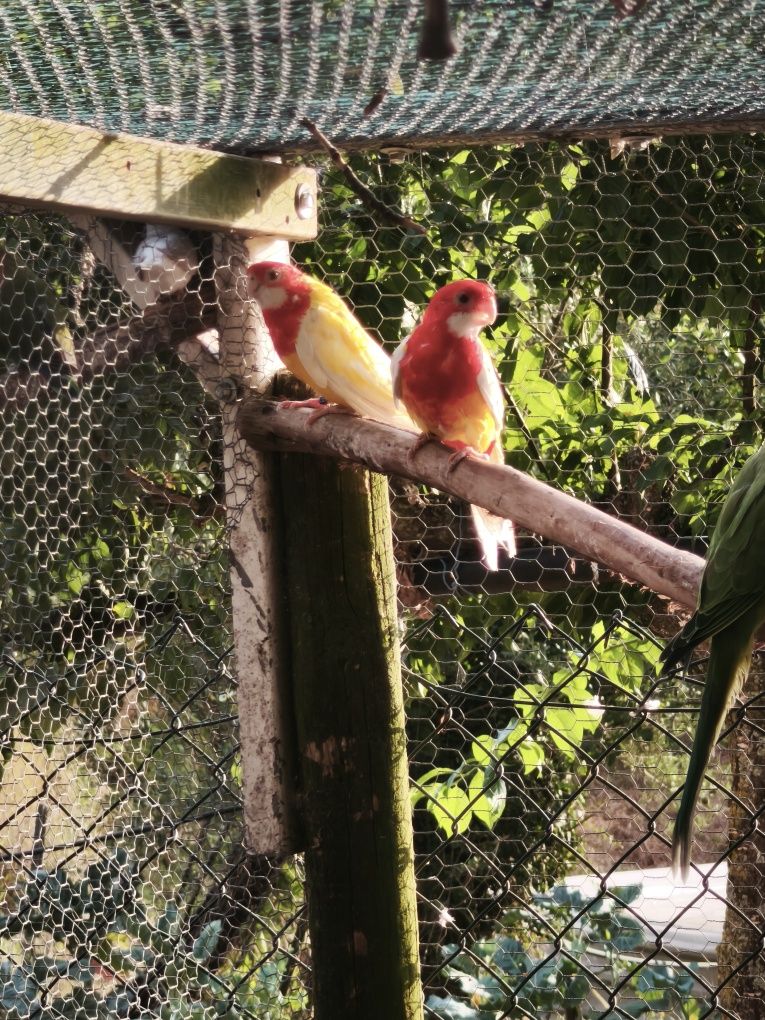 Casal de roselas lutinas